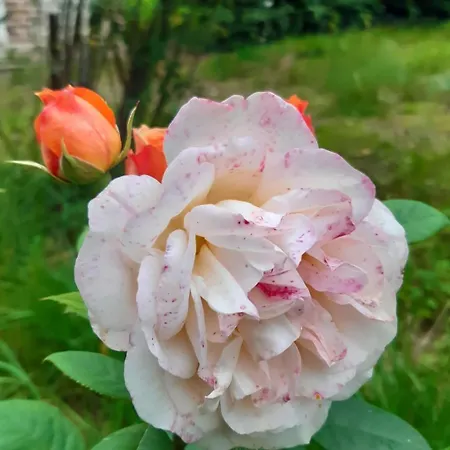 Πανσιόν La Demeure D'olympe Haleine