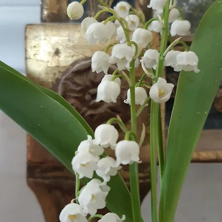 La Demeure D'olympe 3* Haleine