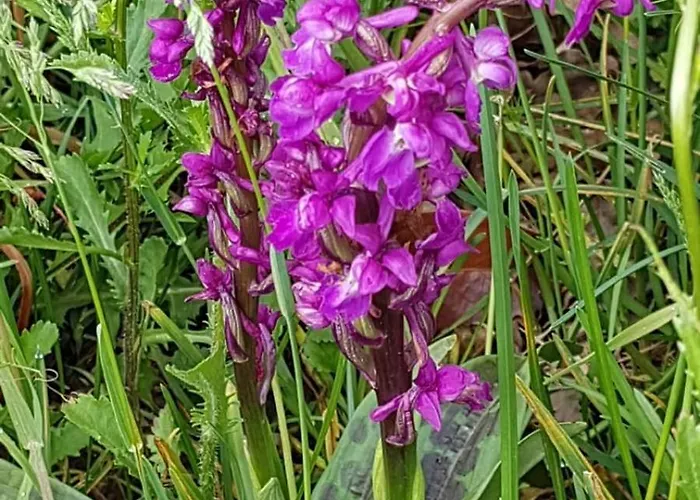 La Demeure D'olympe Pensionat Haleine