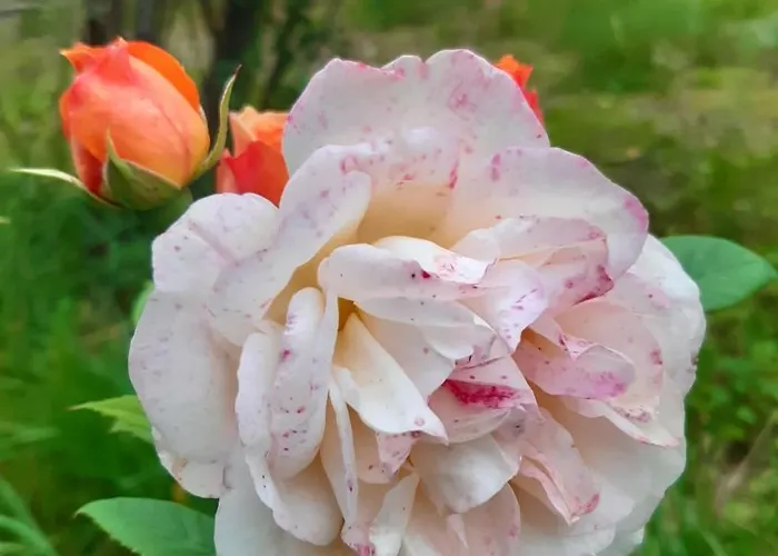 Pensionat La Demeure D'olympe Haleine