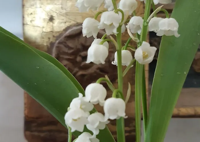 La Demeure D'olympe 3* Haleine